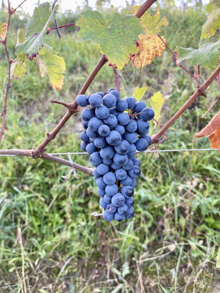 bacchus vineyard cabernet sauvignon (2019)