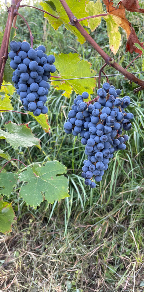fruits
