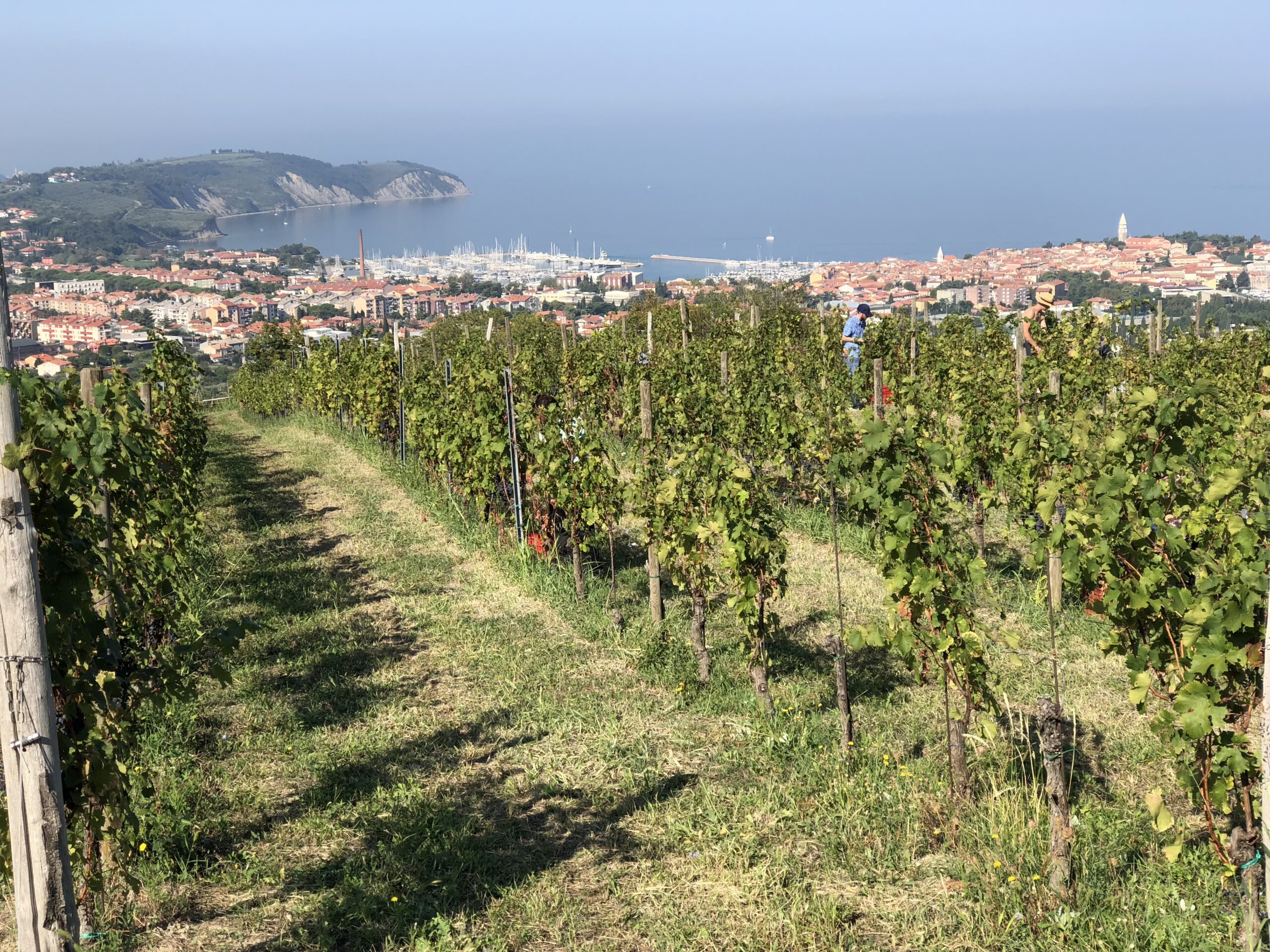 vineyards1