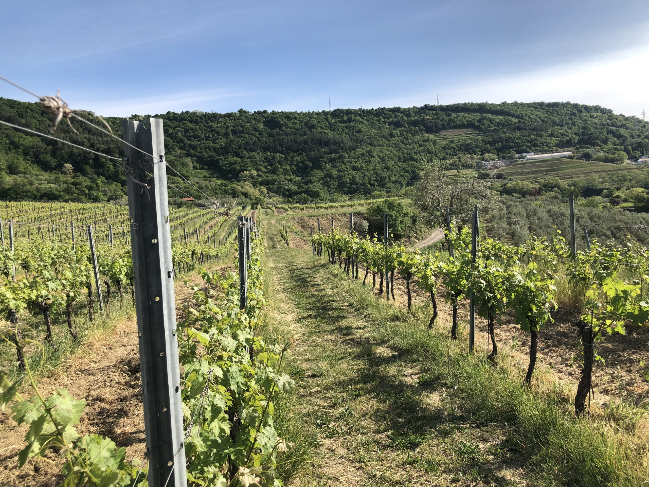 vineyards2